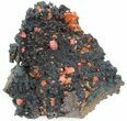 Red Vanadinite Crystals on Manganese Oxide - Morocco #38499-1
